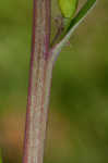 Smallflower fumewort